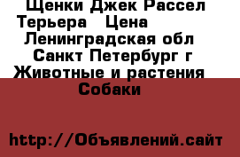Щенки Джек Рассел Терьера › Цена ­ 25 000 - Ленинградская обл., Санкт-Петербург г. Животные и растения » Собаки   